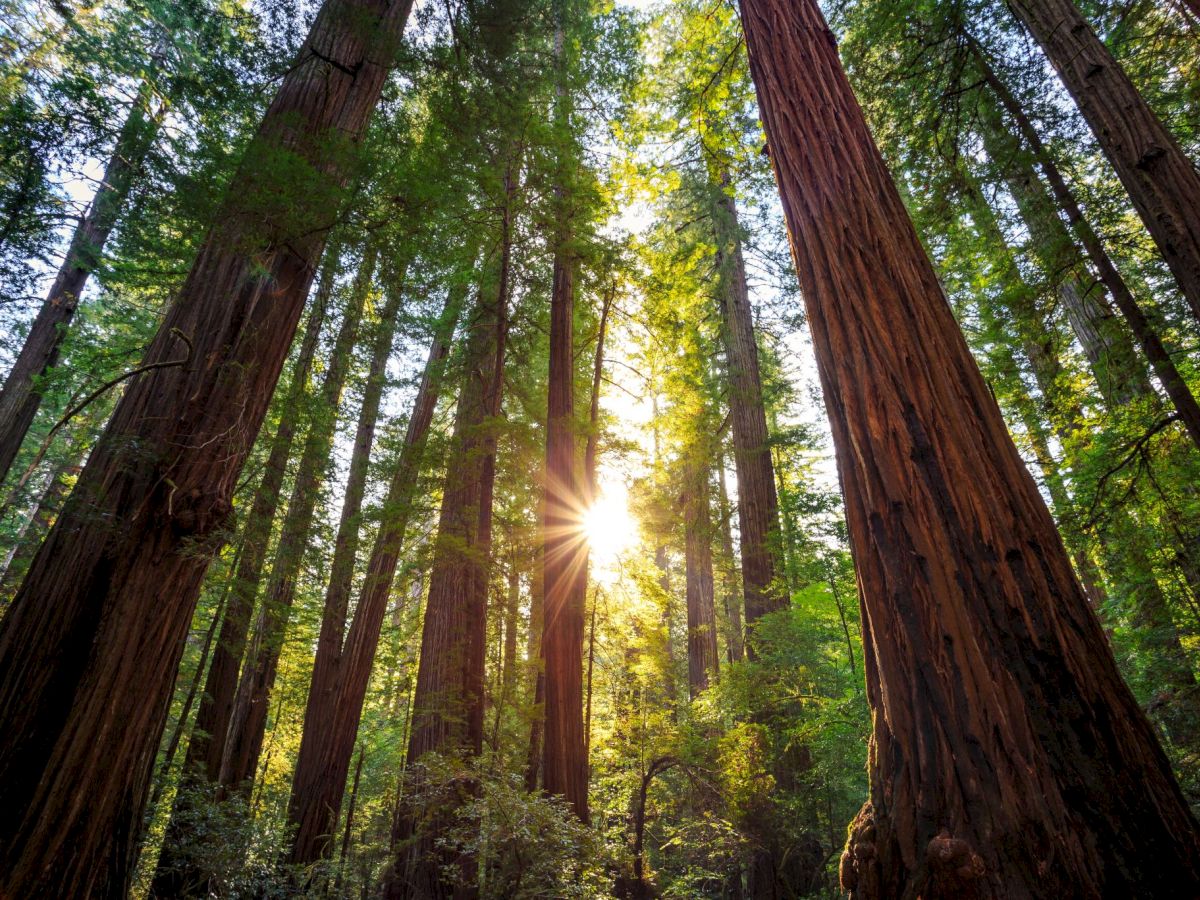 Giant redwood trees tower upward in a sunlit forest, with golden rays piercing the canopy.