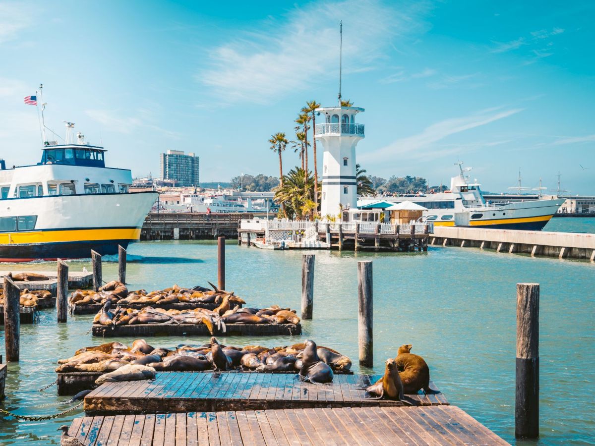 A sunny harbor scene with ships and docks, where many sea lions lounge on floating platforms near the waterfront.
