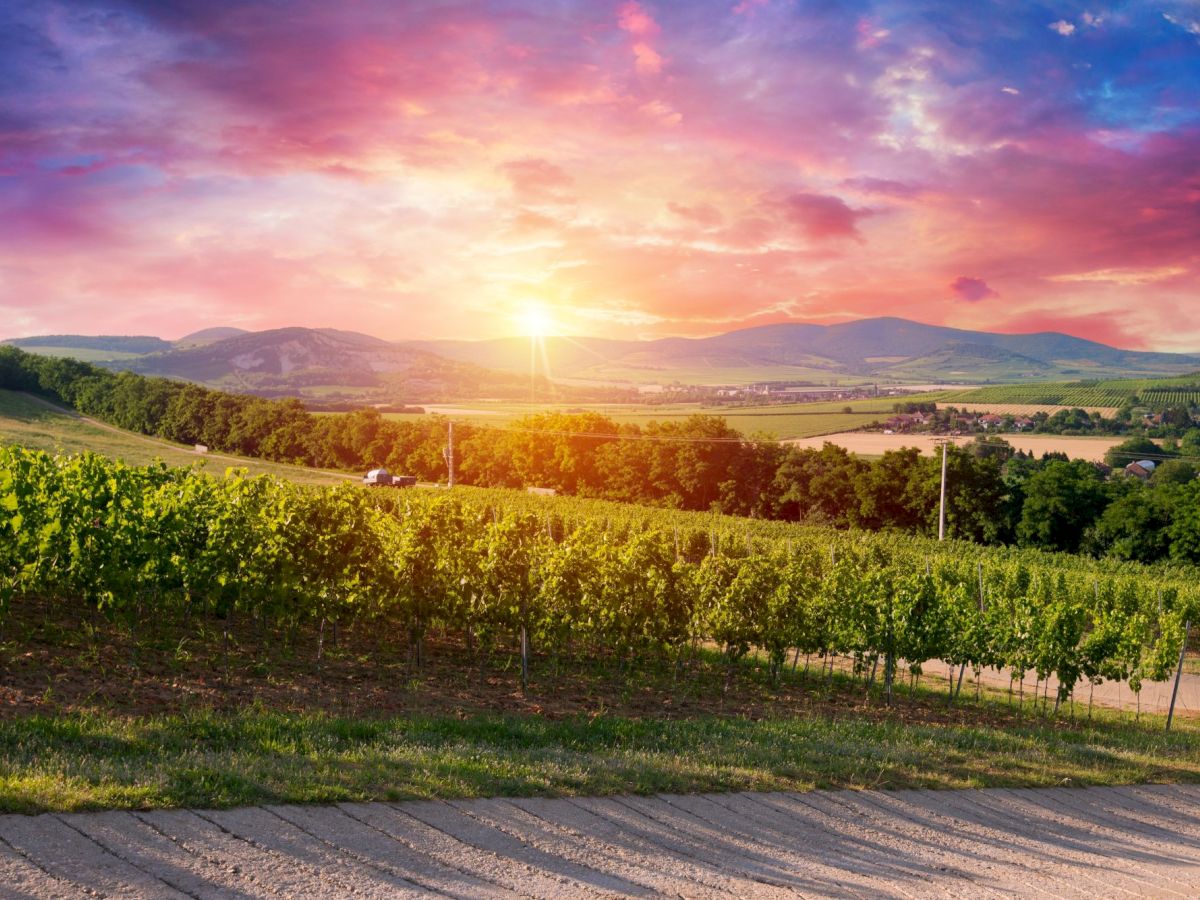 A lush vineyard at sunset, rolling hills and farms under vivid purple-orange skies glowing with warm light.