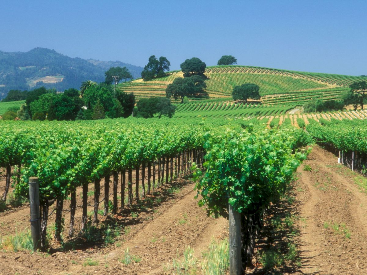 A lush terraced vineyard with neat rows of vines stretching across rolling green hills under a clear blue sky.