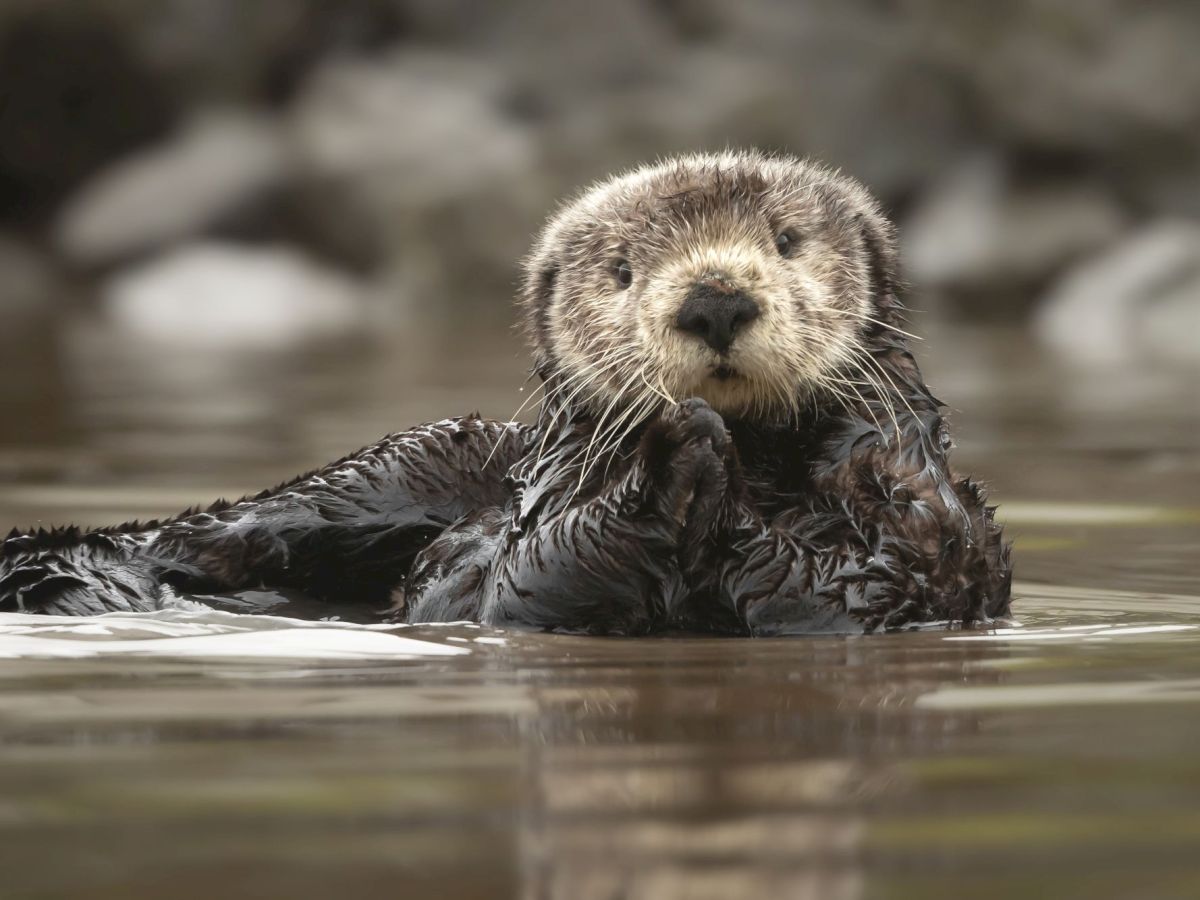 A small, wet otter pup lies on a riverbank, staring at the camera while its fur glistens with water.