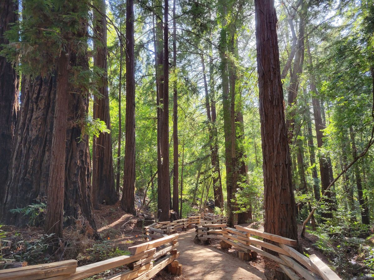 Tall redwood trees fill a sunlit forest trail, lined with wooden planks and rails, with green foliage reaching toward the sky.
