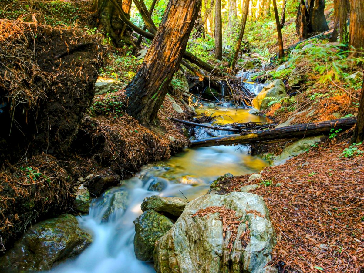 A forest creek flows through mossy rocks and leaves, with tangled fallen logs forming a small natural waterway.