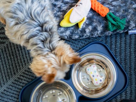 A small dog sniffs a blue pet bowl set on a plush blanket, with a stuffed corn toy nearby.